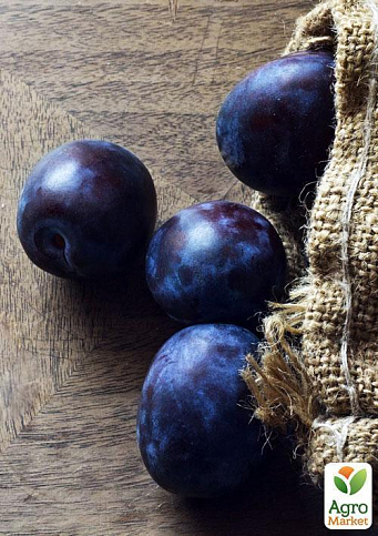 Ексклюзив! Слива темно-синя "Галактика" (Galaxy) (канадська селекція, преміальний супер соковитий сорт) - фото 4