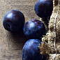 Ексклюзив! Слива темно-синя "Галактика" (Galaxy) (канадська селекція, преміальний супер соковитий сорт)