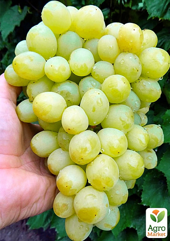 Виноград "Валек" (надранній мускат з грушевим присмаком, вага грона до 2000гр)  - фото 2