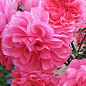 Роза в контейнере плетистая "Rosarium Uetersen" (саженец класса АА+) купить