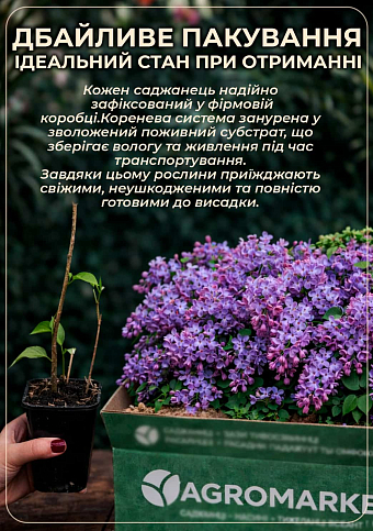 Сирень обыкновенная "Полтава" - фото 4