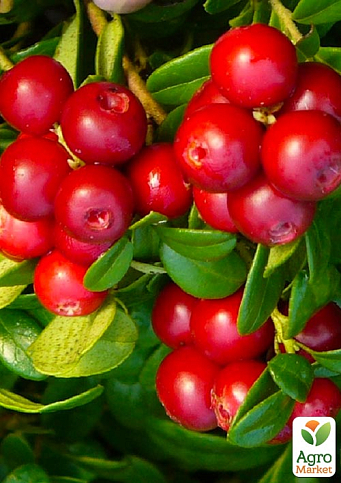 Эксклюзив! Брусника ярко-красная "Бусы Мадлен" (Madeleine Beads) (премиальный морозостойкий сорт, высокая лежкость)