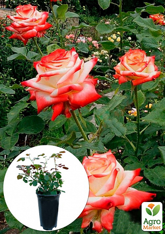 Троянда в контейнері чайно-гібридна "Imperatrice Farah" (саджанець класу АА+)