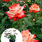 Троянда в контейнері чайно-гібридна "Imperatrice Farah" (саджанець класу АА+)