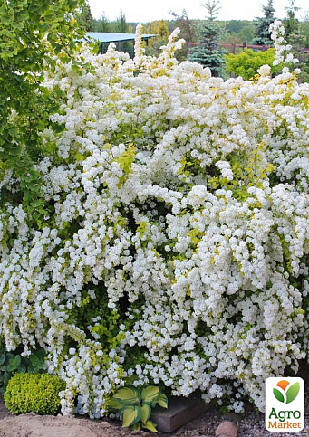 Спірея Вангутта 3-річна (Spiraea vanhouttei) вазон С5 - фото 3