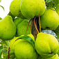 Груша колоновидная "Зеленый дождь" (осенний сорт)