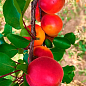Абрикос "Биг Ред" (летний сорт, средний срок созревания)