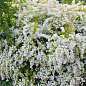 Спірея Вангутта 3-річна (Spiraea vanhouttei) вазон С5 цена