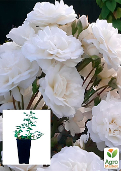 Троянда в контейнері грунтопокривна "Свані" (саджанець класу АА+)2