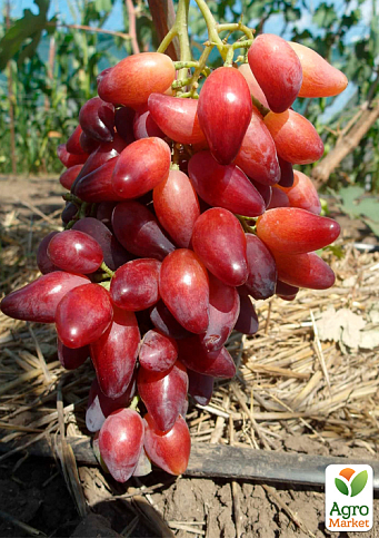 Виноград "Перцевий червоний" (ранній, крупний, врожайний) - фото 2