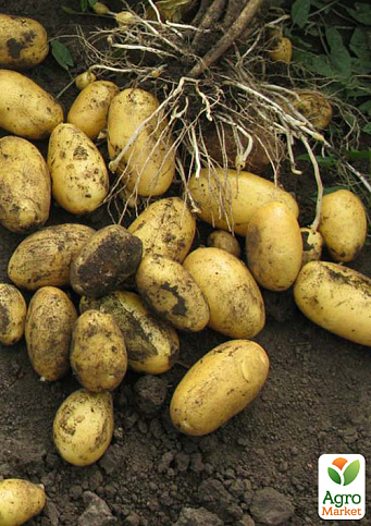 Картопля "Королева Анна" насіннєва середньостигла (1 репродукція) 1кг - фото 4