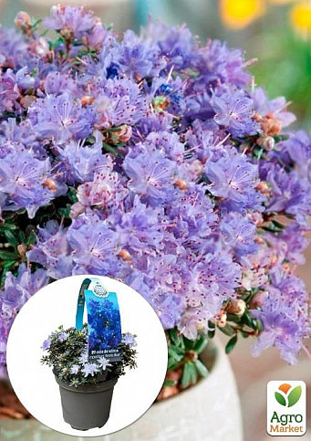 LMTD Рододендрон квітучий 2-х річний "Arctic Blue" (висота 20см)