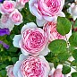 Роза плетистая "Eden Rose" (саженец класса АА+) высший сорт цена