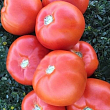 Томат детерминантный "1801 F1" ТМ "Lark Seeds" 500шт