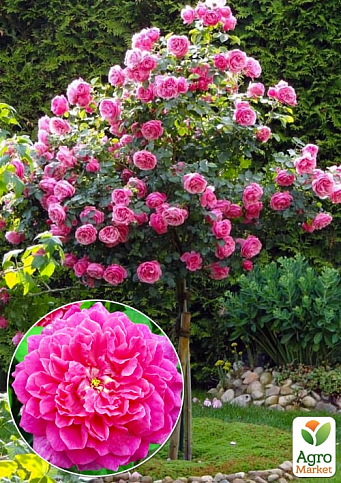 Окулянти Троянди на штамбі «Sophy's Rose»