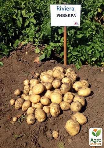 Картопля "Рів'єра" насіннєва ультрарання (1 репродукція) 1кг - фото 5