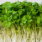 Пророщувач (спаутер) + набір насіння мікрозелені №4 ТМ "BIO Natura"
