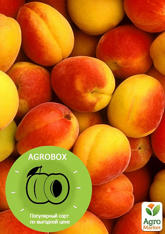Ексклюзив! AGROBOX з саджанцем абрикоса одного з найбільш морозостійких сортів