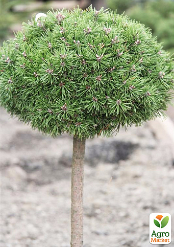 Сосна на штамбе "Хорни Хазл" (Pinus uncinata "Horni Hazle") С2, высота от 30-50см - фото 3
