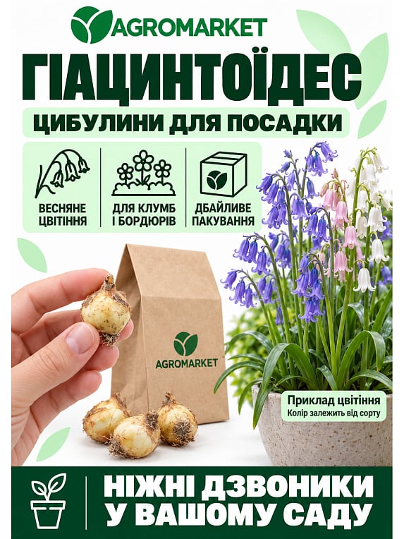Гіацинтоїдес "Рожевий" (розмір 6/7, великий) 5шт в упаковці