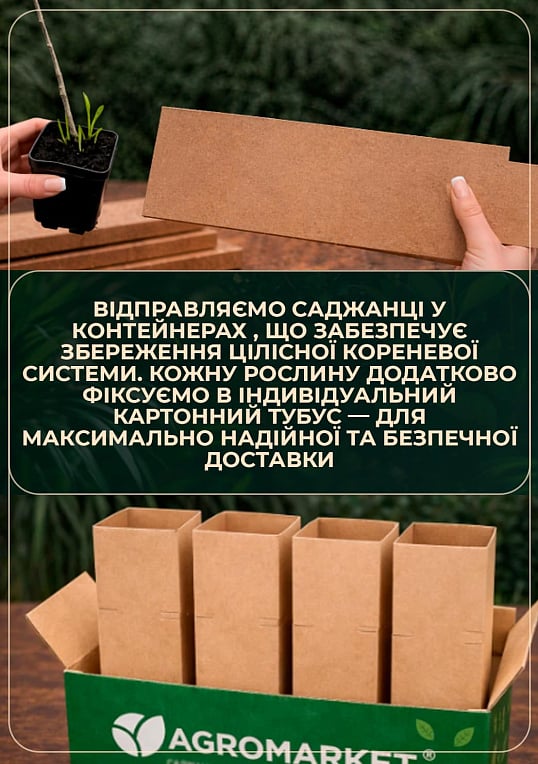 Альбиция зеленая "Амбрелла" (красивоцветущая, очень ароматная) высота 15см