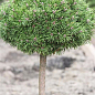 Сосна на штамбе "Хорни Хазл" (Pinus uncinata "Horni Hazle") С2, высота от 30-50см цена