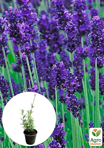 Лаванда Гібридна Sentivia "Early Blue" (контейнер № 10, висота 10-15 см)