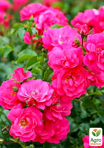 Роза почвопокровная "Хайдетраум" (саженец класса АА+) высший сорт