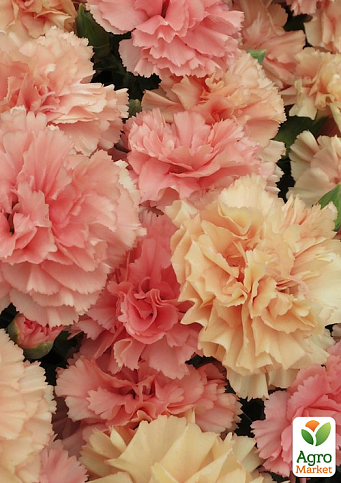 Гвоздика Махровая "Super Trouper Sorbet" (контейнер № 10, высота 10 см)