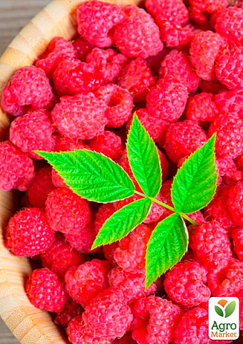 Малина "Діамантова" (ремонтантний крупноплідний сорт) 1-річний саджанець - фото 2