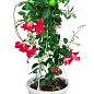 Дипладенія 2-х річна (Mandevilla) "Velvet Red" (висота 40-50см, підвісний вазон)