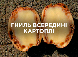 Внутрішня гниль картоплі: причини, профілактика та поради зі зберігання | Agro-market