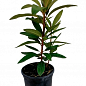 Рододендрон гібридний 2-х річний "Busuki" С2 Висота 25-40см цена