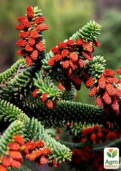Ялиця Іспанська 3-х річна "Abies pinsapo" (висота 25-35см)6