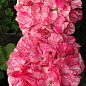 Пеларгонія Розебудна "Survivor Pink Batik" (контейнер № 10, висота 10-20 см)