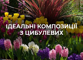 Як створити ідеальні садові композиції з цибулинних - корисні статті про садівництво від Agro-Market