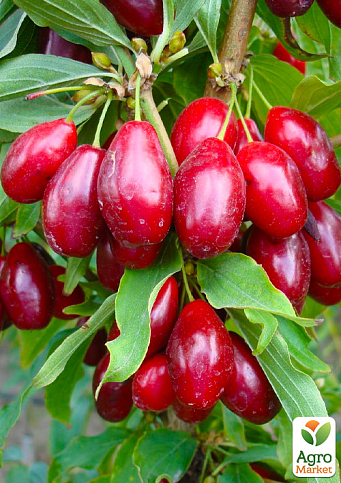 Кизил щеплений "Grenadier" саджанець 2 роки (ранній термін дозрівання, великоплідний) - фото 6