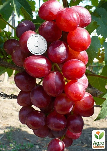 Виноград "Лада Т" (ранний срок созревания, имеет большие грозди с крупными розовыми ягодами) - фото 2