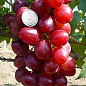 Виноград "Лада Т" (ранний срок созревания, имеет большие грозди с крупными розовыми ягодами) купить
