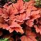 Гейхерелла (Heucherella) "Sweet Tea" С1 (висота 15-30см)