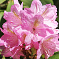 Рододендрон гибридный "Scintillation" (Сцинтиллейшн)