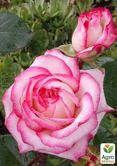Роза полиантовая "Laminuet"2