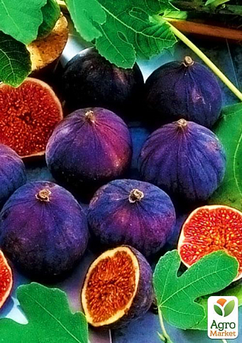 Инжир "Киевский Крупноплодный" - фото 5