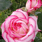 Роза полиантовая "Laminuet"