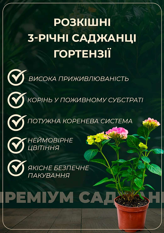 Гортензия крупнолистная 3-х летняя "The Bride"