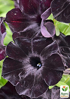 Петунія Supertunia "Nerolina" (контейнер №10, висота 10-15см)16