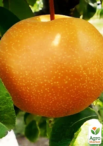 Азиатская груша "Хоюро"