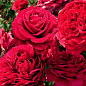 Роза в контейнере флорибунда "La Rose des 4 Vents" (саженец класса АА+) купить
