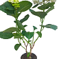 Гортензія квітуча крупнолиста "Доппіо Б'янко" (Hydrangea macrophylla Doppio Bianco) вазон С1,5 купить