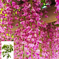 Гліцинія 3-х річна японська "Розеа" (Wisteria japanese Rosea) висота саджанця 50-60см